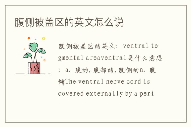 腹侧被盖区的英文怎么说