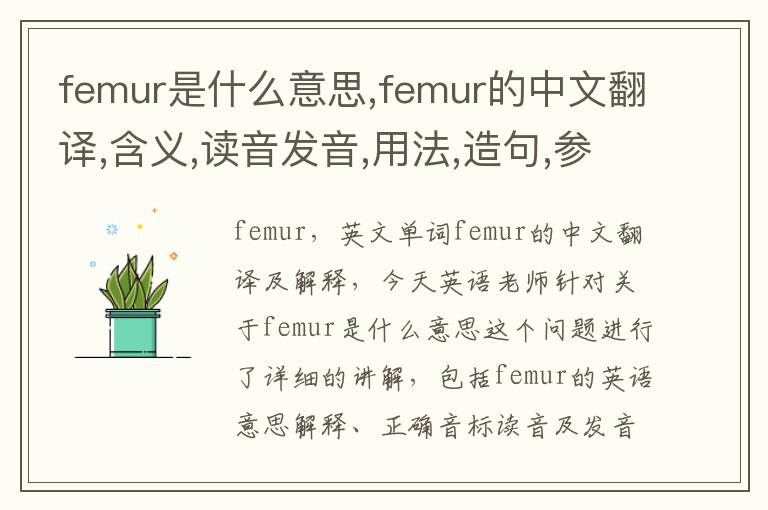 femur是什么意思,femur的中文翻译,含义,读音发音,用法,造句,参考例句