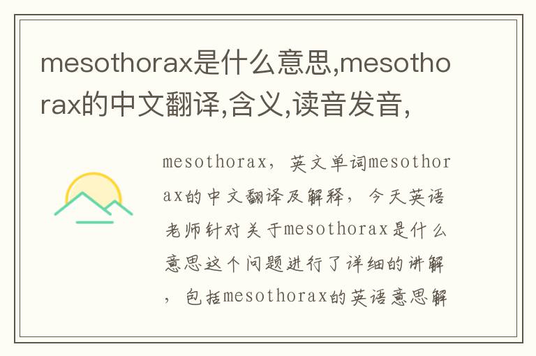 mesothorax是什么意思,mesothorax的中文翻译,含义,读音发音,用法,造句,参考例句