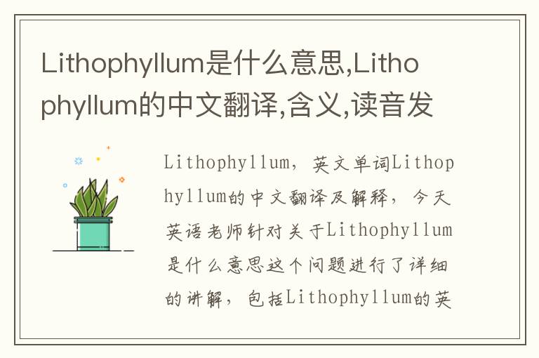 Lithophyllum是什么意思,Lithophyllum的中文翻译,含义,读音发音,用法,造句,参考例句